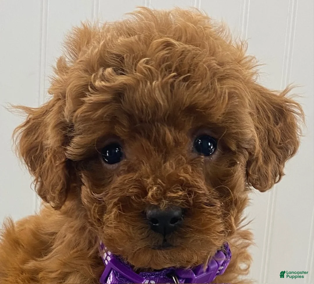 Cavapoo dogs for sale: Nikki- tiny female - Ad 1