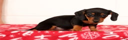 Miniature Dachshund dogs for sale: Gretta - Ad 4