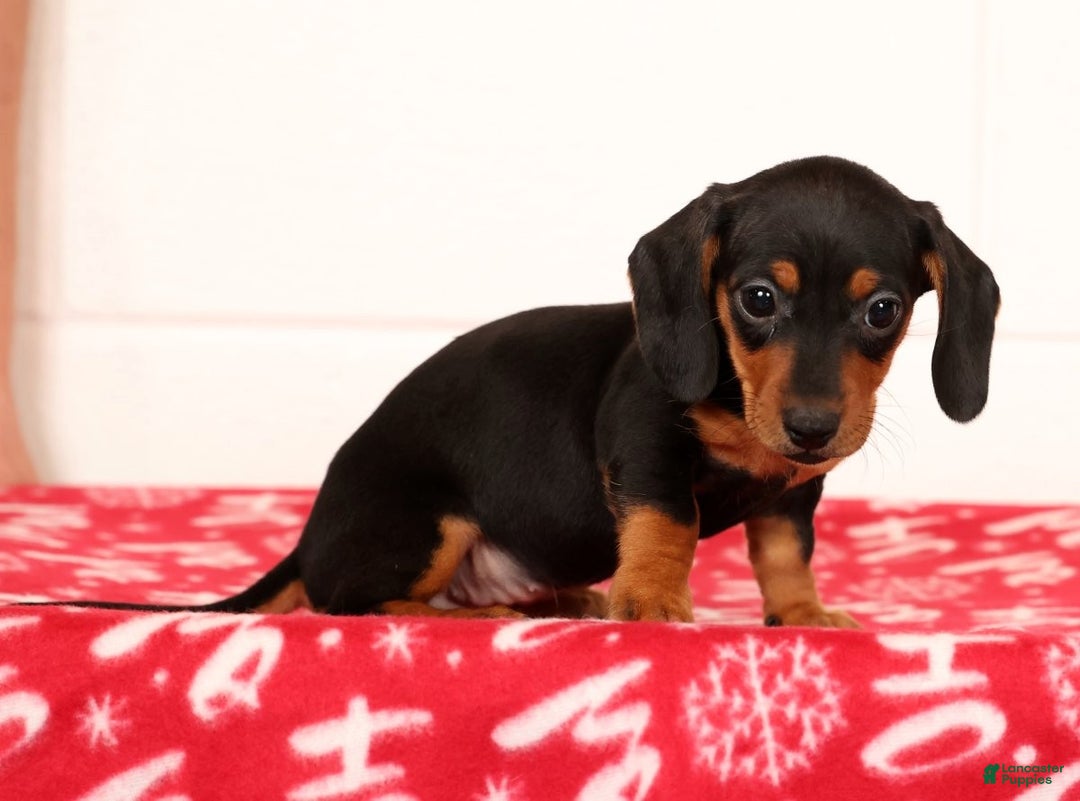 Miniature Dachshund dogs for sale: Gretta - Ad 4