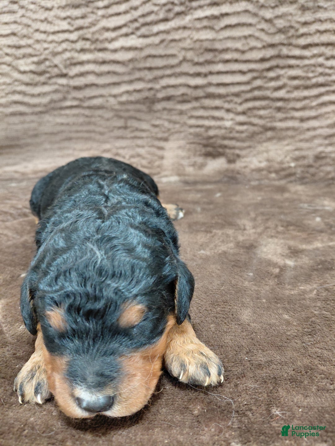 Bernedoodle dogs for sale: Bear - Ad 4