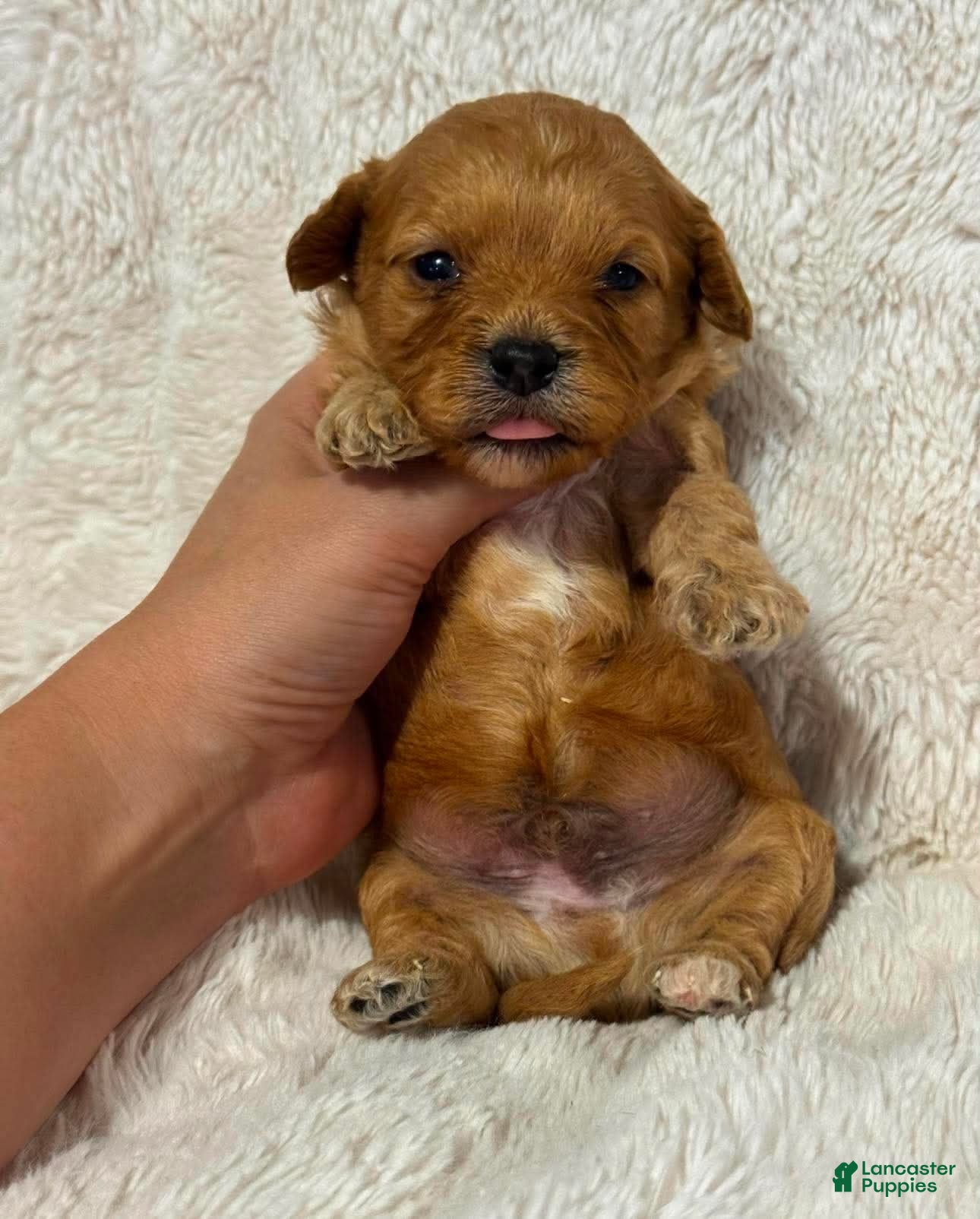 Cavapoo dogs Apollo - Ad 37