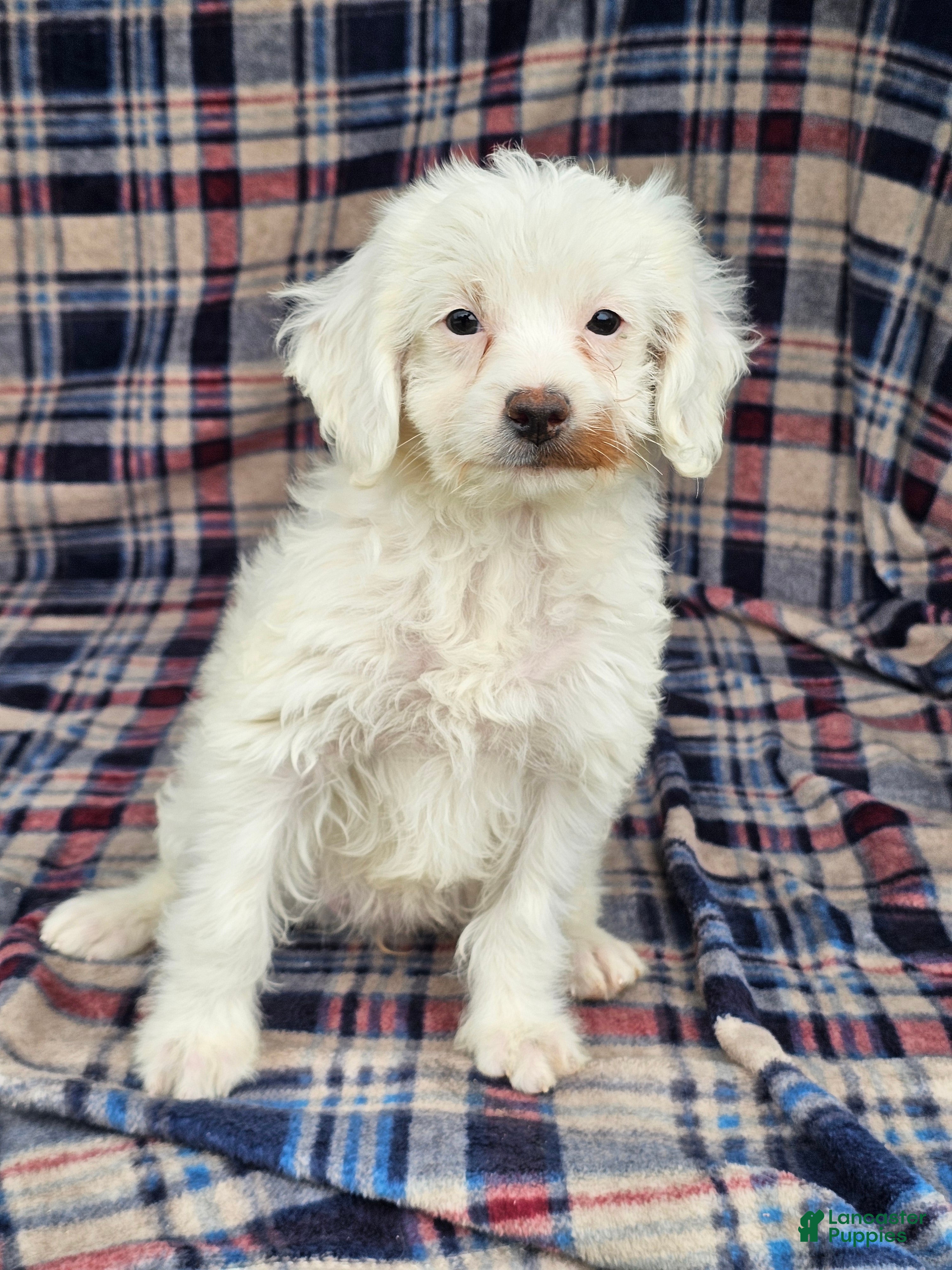Cavapoo dogs for sale: Nilla - Ad 1