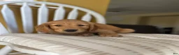Golden Retriever dogs for sale: Golden Retriever Purple  - Ad 4