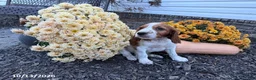 Welsh Springer Spaniel dogs for sale: Lance - Ad 12