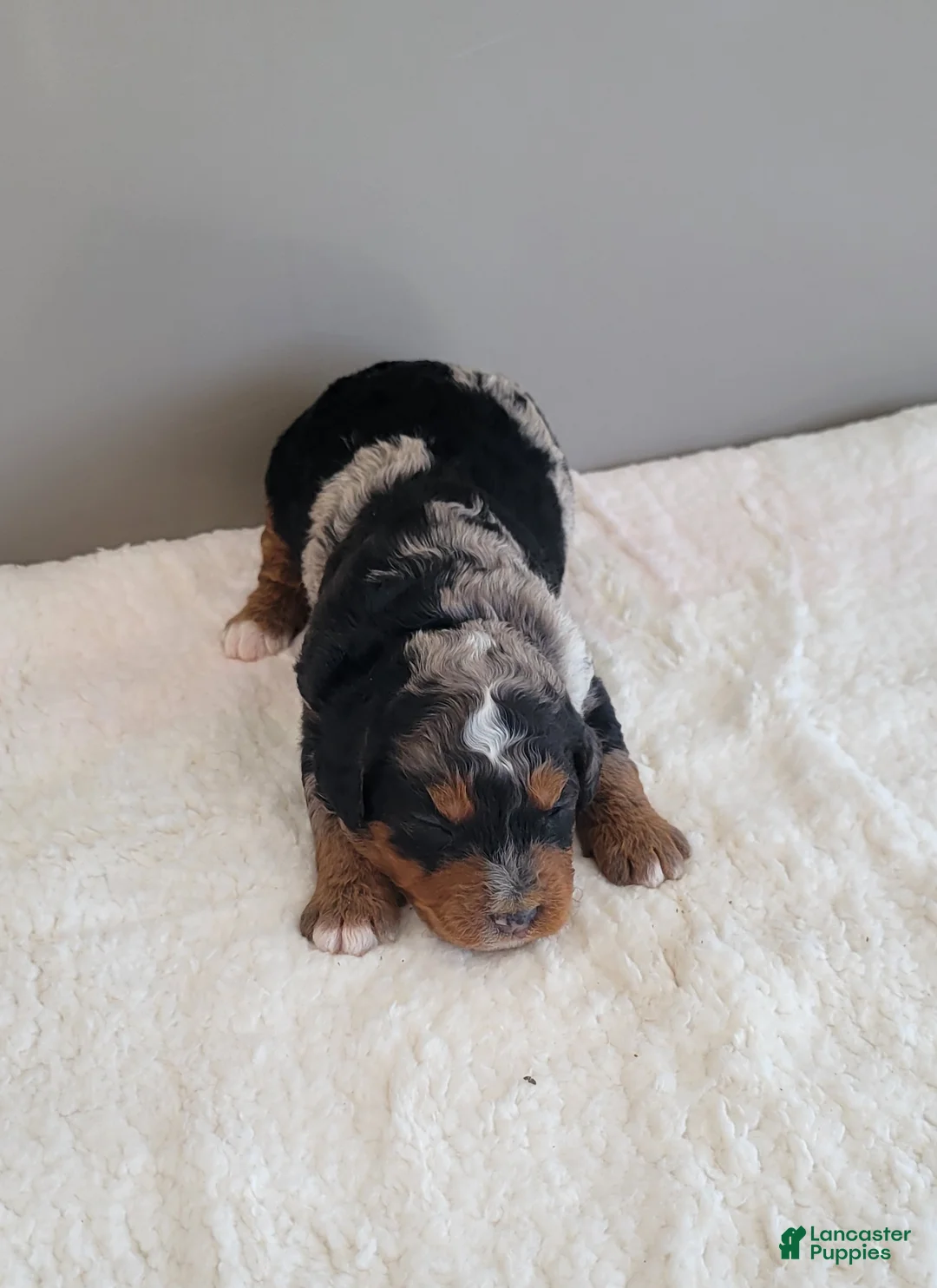 Mini Bernedoodle dogs for sale: Ace - Ad 2