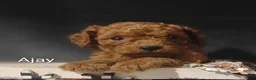 Cavapoo dogs for sale: Cavapoo F1b 6 Ajay RESERVED  - Ad 6
