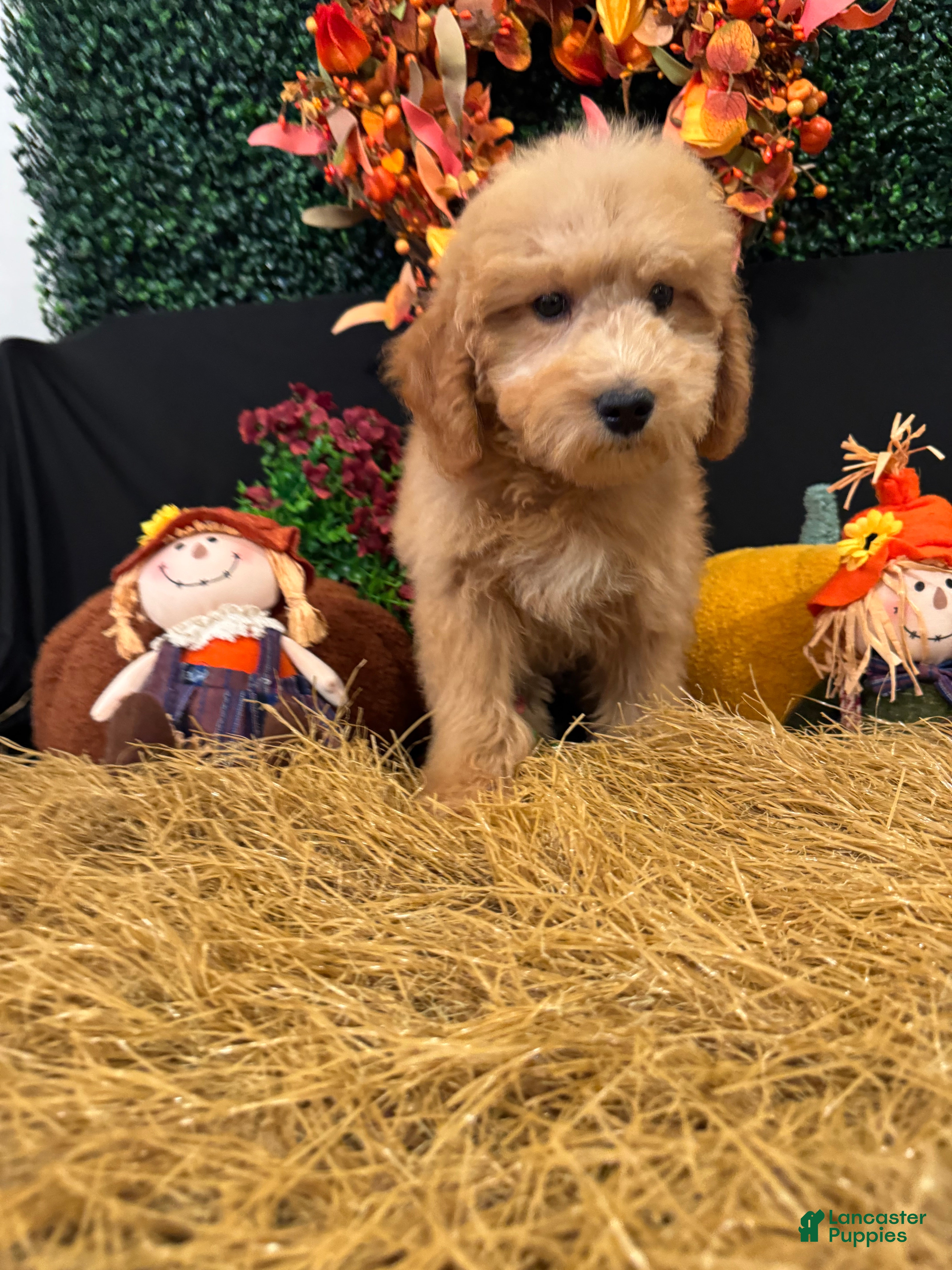 Mini Goldendoodle dogs Autumn  - Ad 1