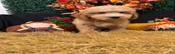Mini Goldendoodle dogs for sale: Autumn  - Ad 1