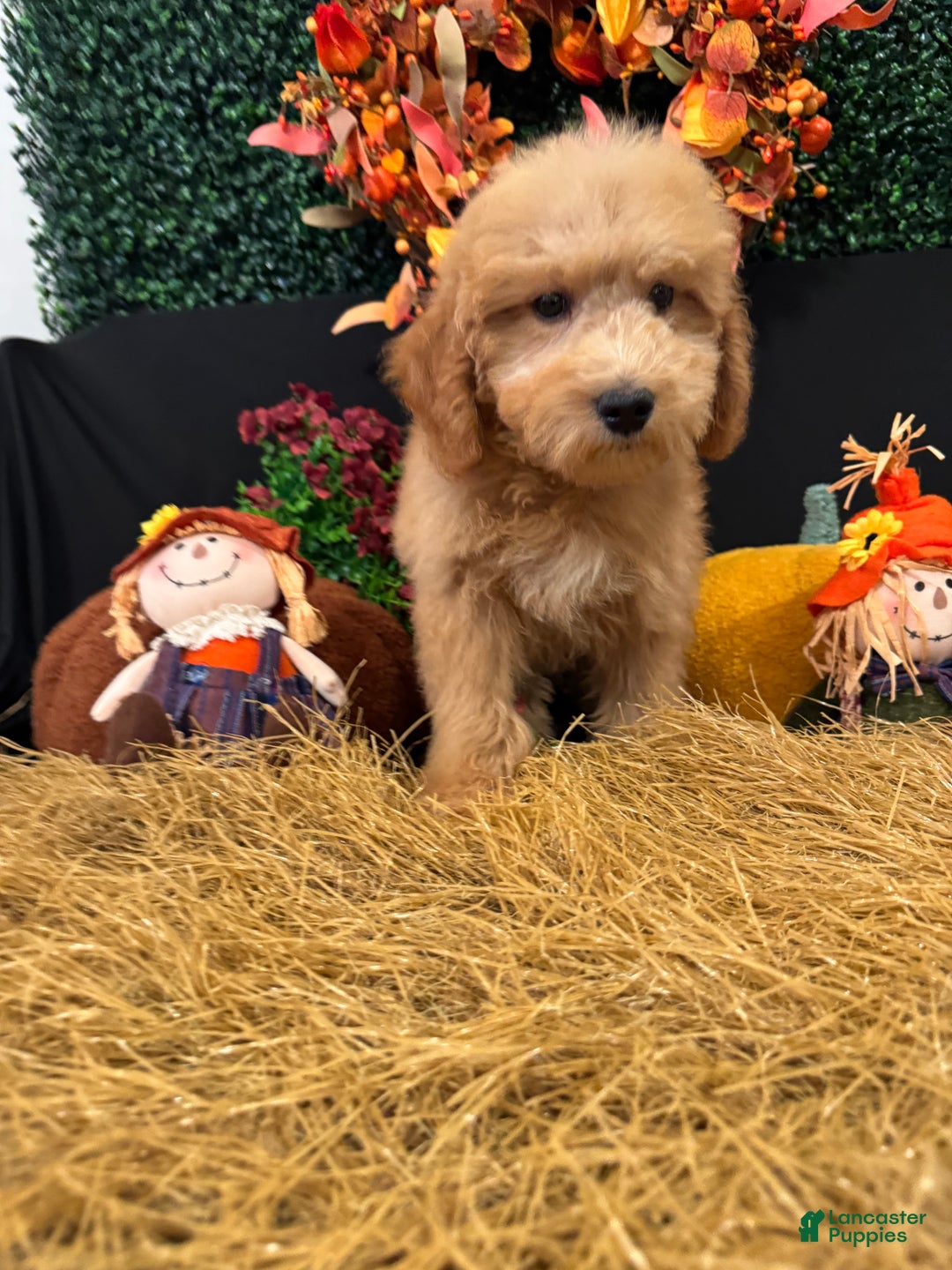 Mini Goldendoodle dogs for sale: Autumn  - Ad 1