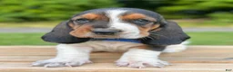 Basset Hound dogs for sale: Oscar - Ad 23