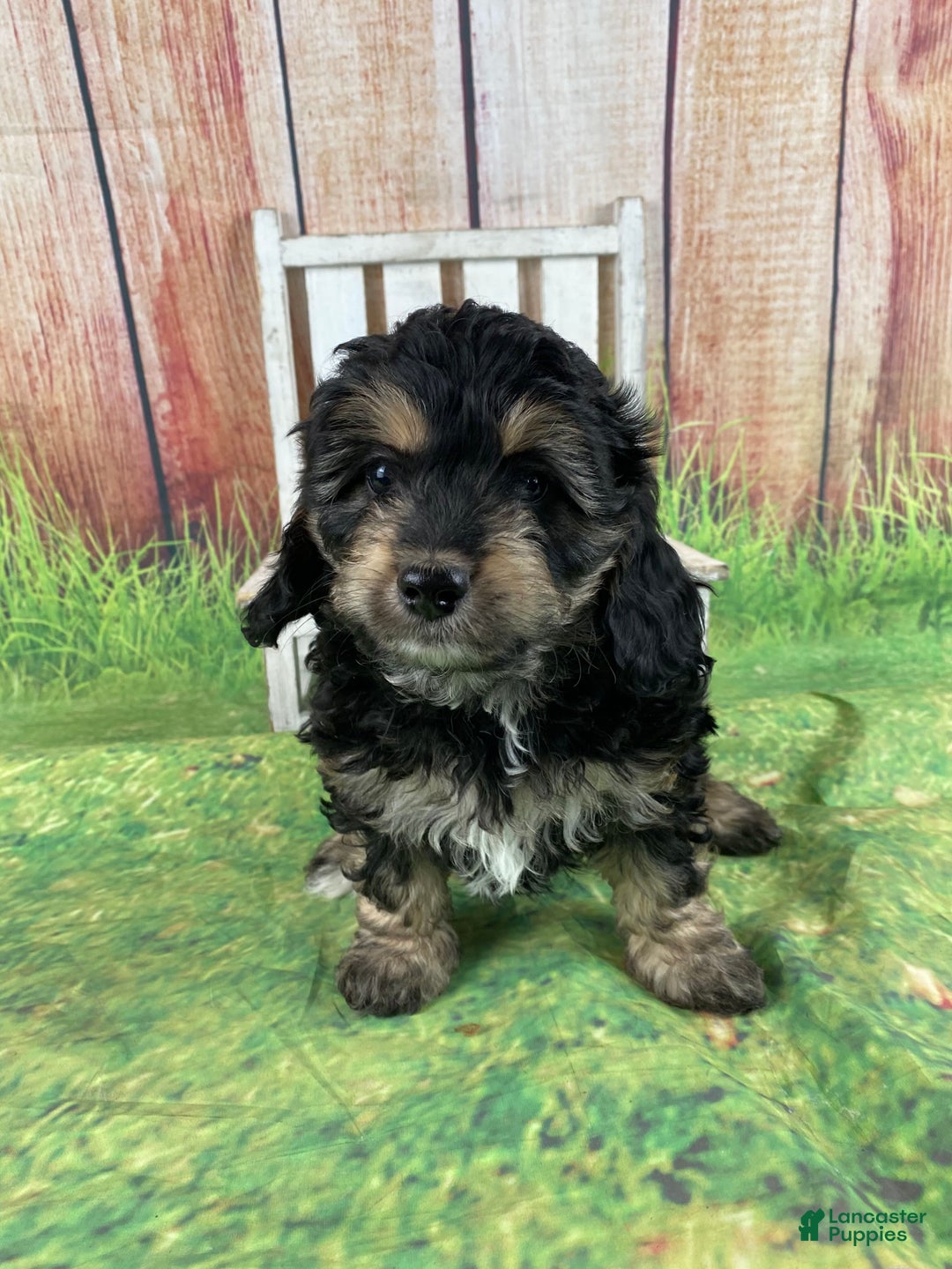 Cavapoo dogs for sale: Lily - Ad 12