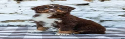Australian Shepherd dogs for sale: Maple - Ad 5