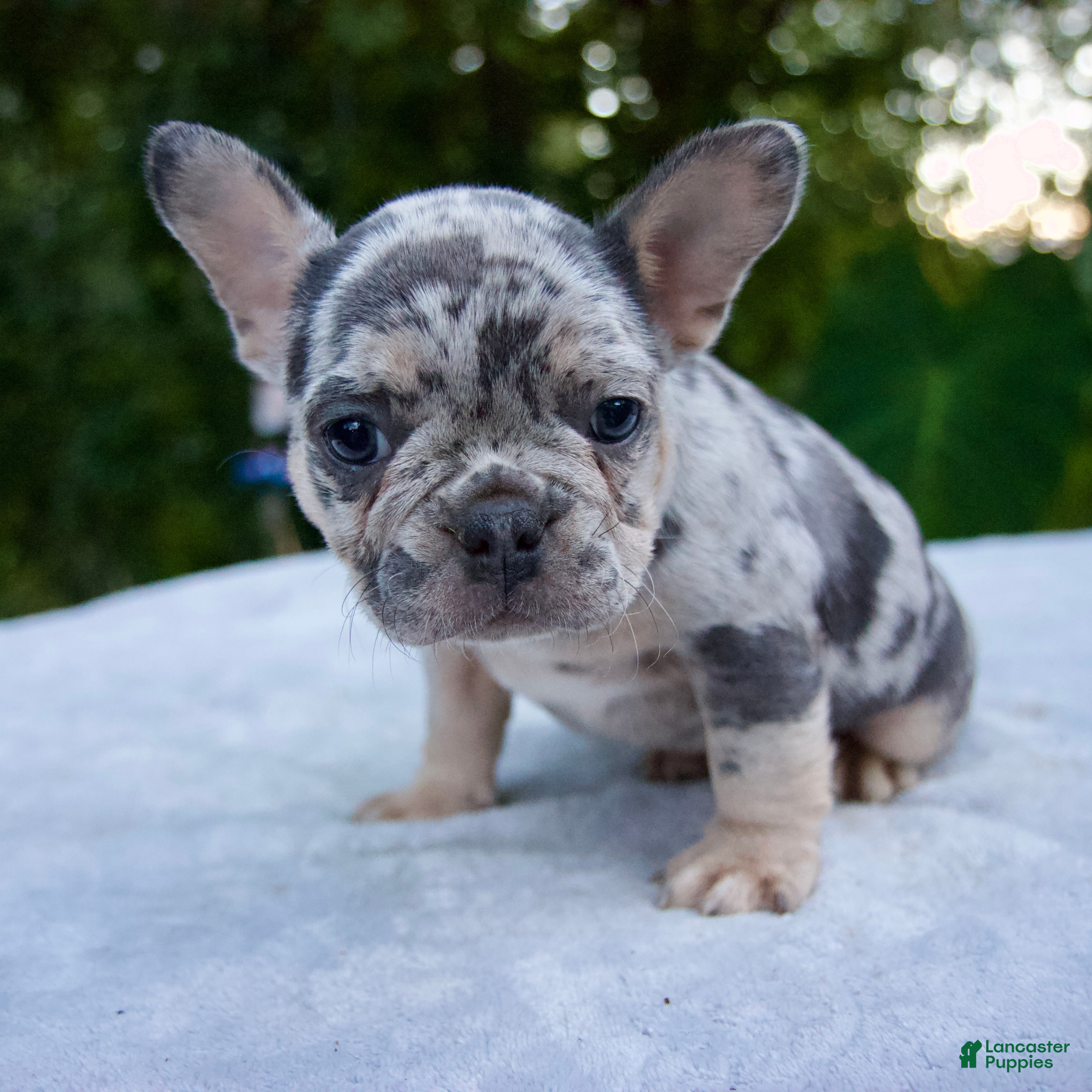 Blue Merle Blue French Bulldog Breeders Cheap Tri Merle French