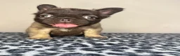French Bulldog dogs for sale: French Bulldog 3 - Ad 6