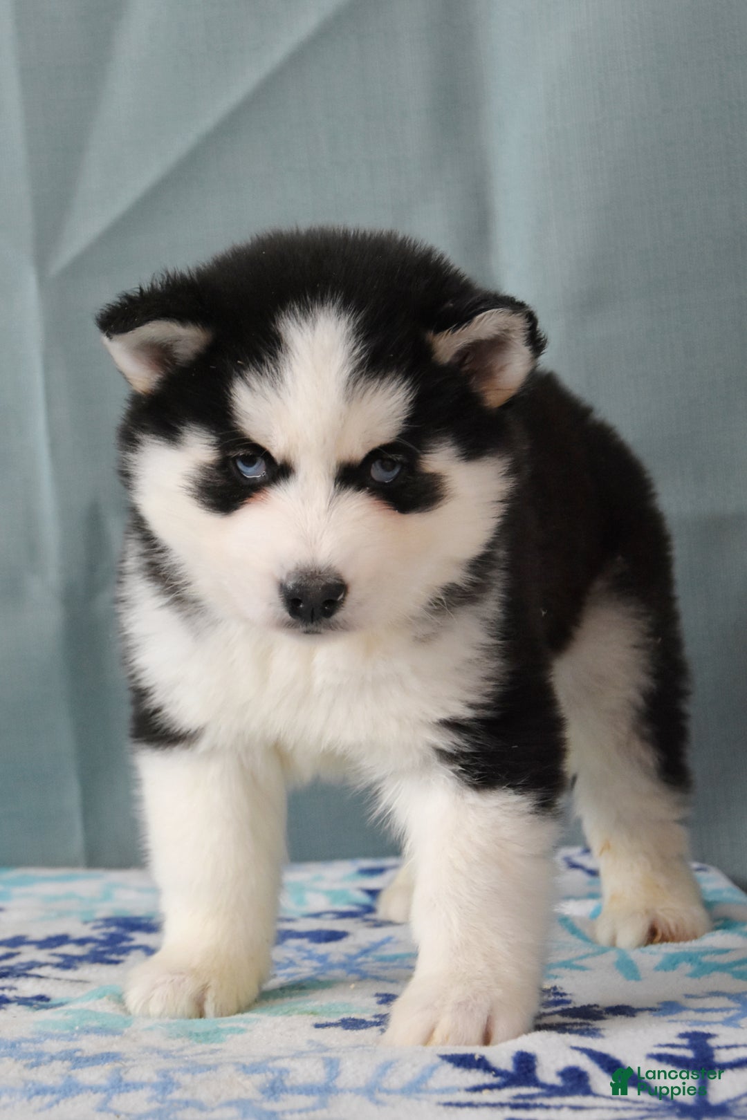 Siberian Husky dogs for sale: Tonka - Ad 1