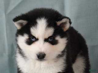 Siberian Husky dogs Tonka - Ad 19