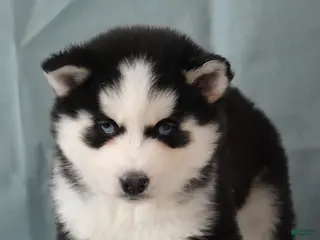 Siberian Husky dogs Tonka - Ad 42