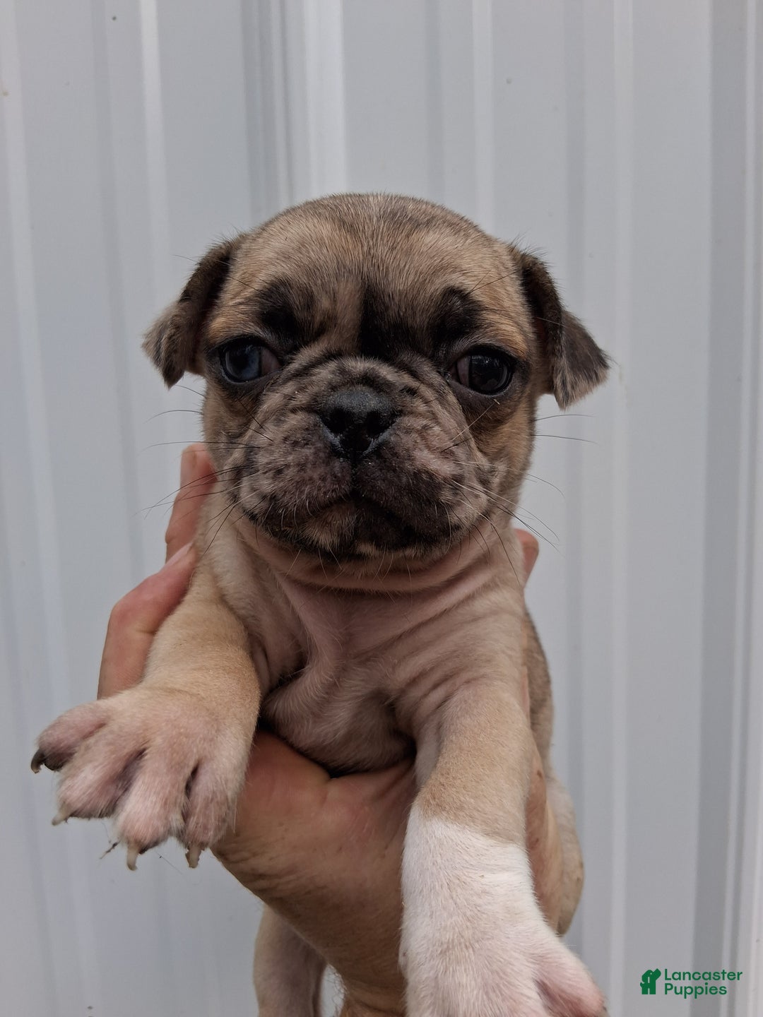 Pug dogs for sale: Darla  - Ad 3