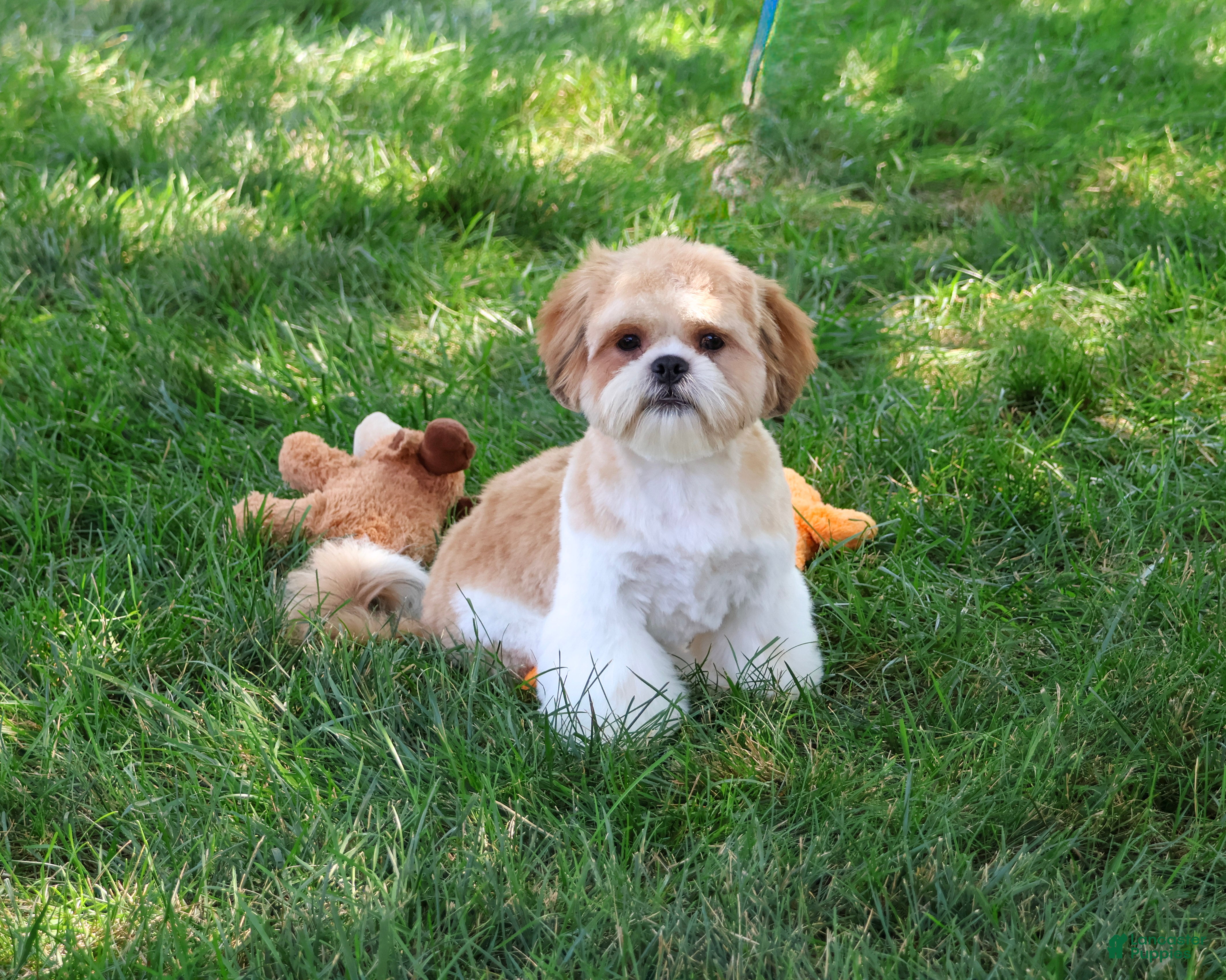 Shih Tzu dogs Fox - Ad 2