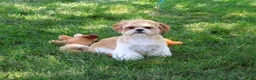 Shih Tzu dogs for sale: Fox - Ad 2