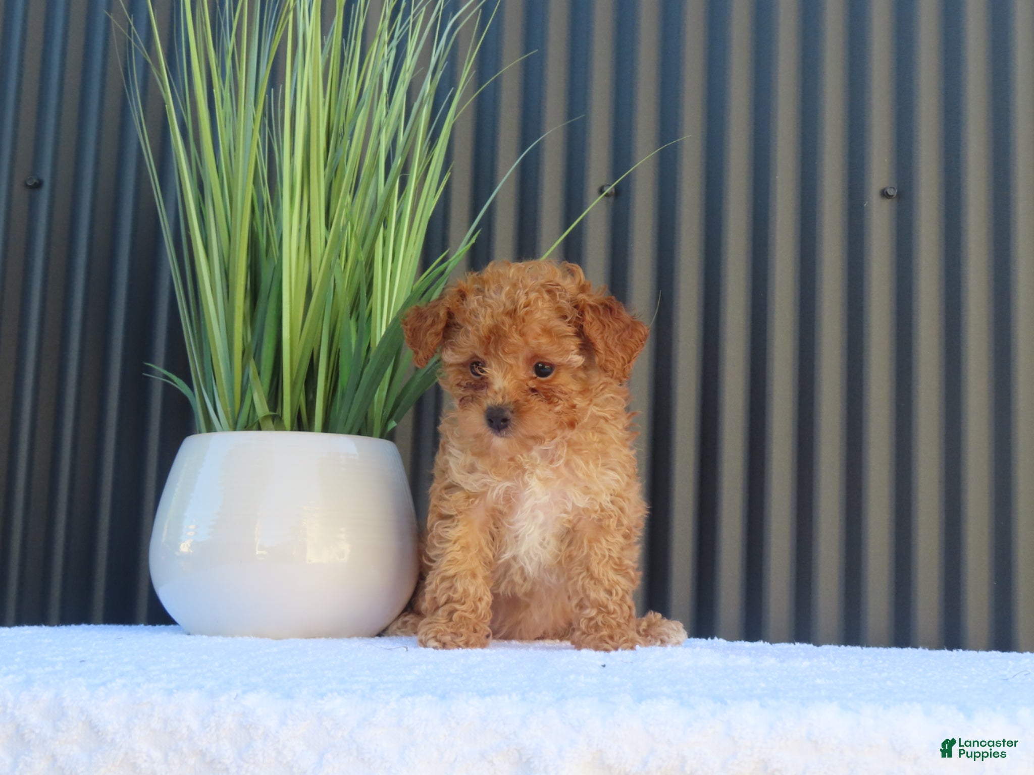 Toy Poodle dogs for sale: Bailey - Ad 3