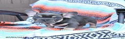Mixed Breed dogs for sale: Charcoal - Ad 4