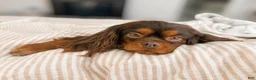 Mixed Breed dogs for sale: Chip - Ad 7