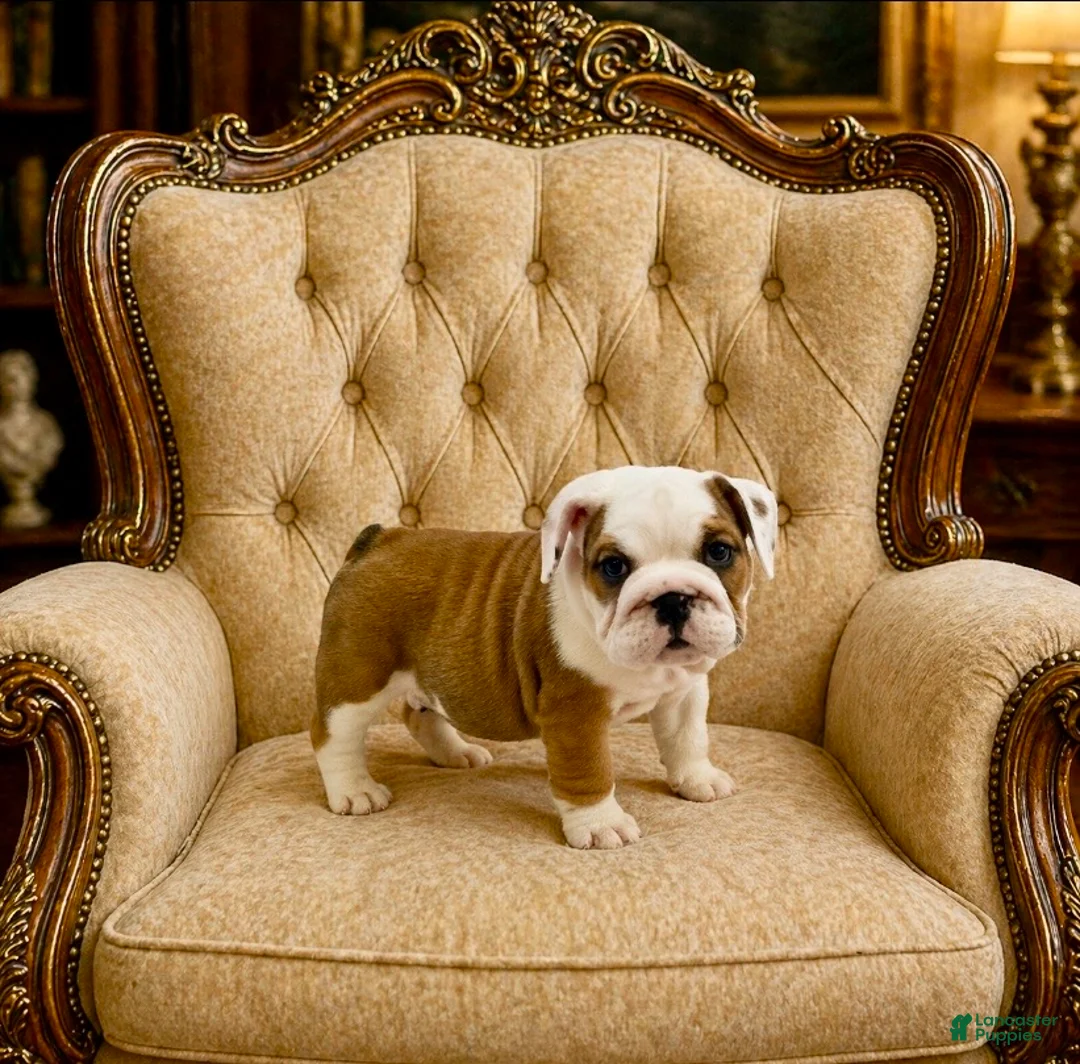 English Bulldog dogs for sale: Bubby - Ad 2