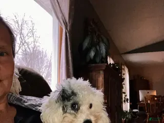 Toy Poodle dogs ♥️SWEET HAZEL MAE♥️ - Ad 23