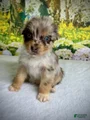 Australian Shepherd Puppy 1 SOLD