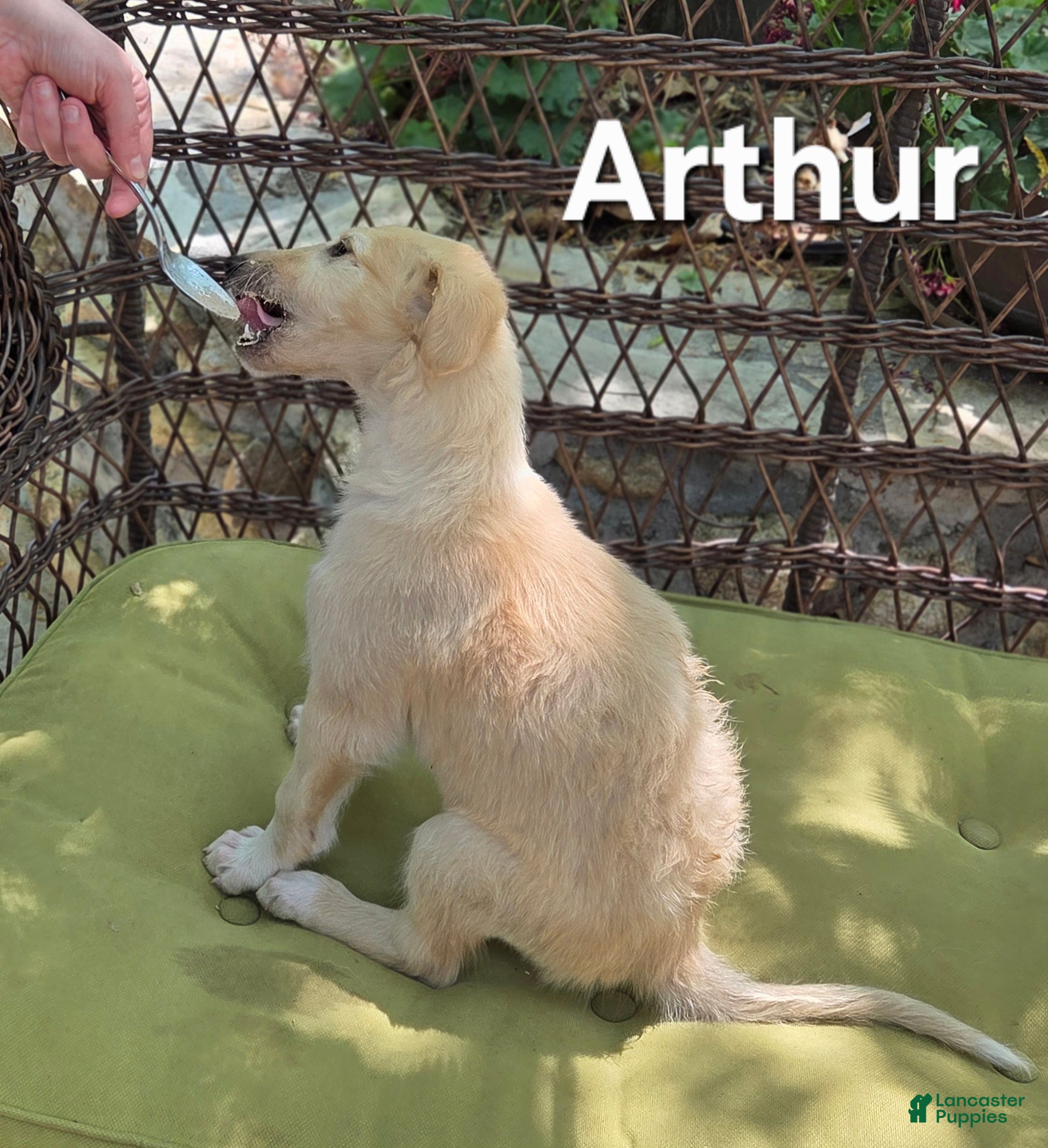 Borzoi dogs Arthur - Ad 1