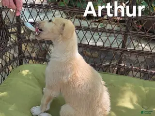 Borzoi dogs for sale: Arthur-APRI-Pedigree - Ad 2