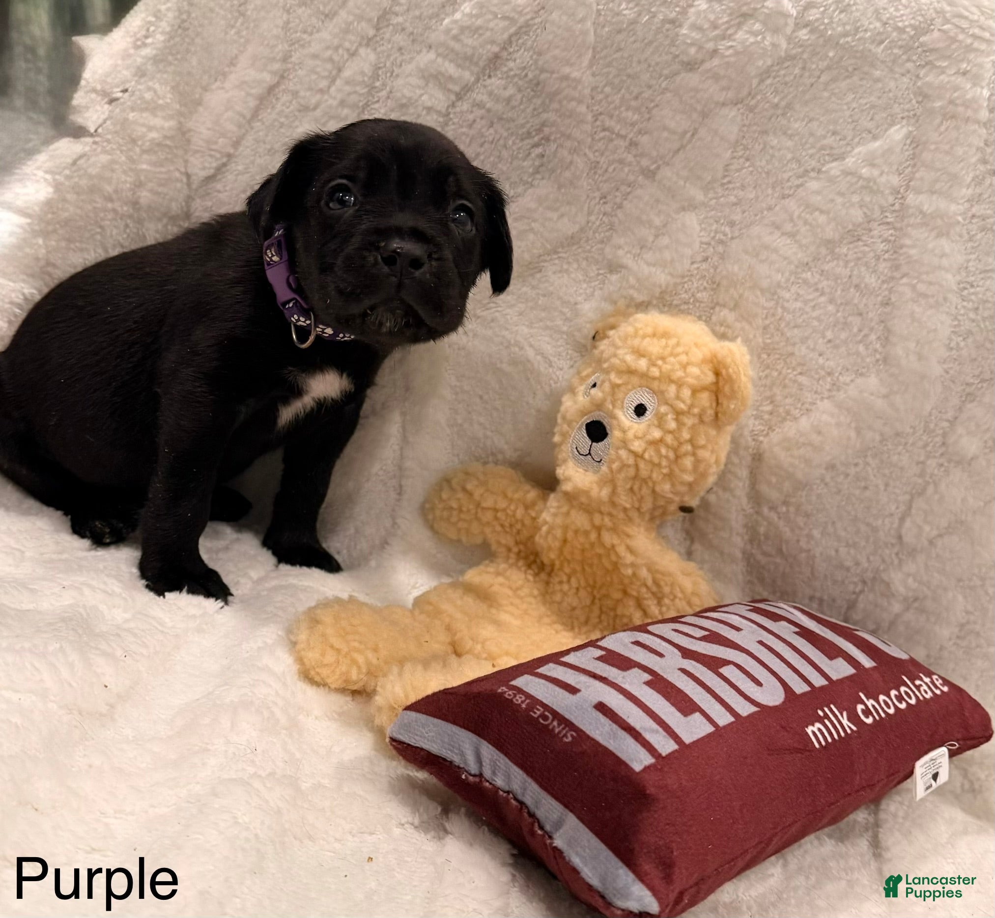 Cane Corso dogs Kaos (Purple) - Ad 19