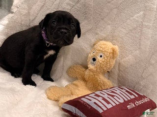 Cane Corso dogs Kaos (Purple) - Ad 15