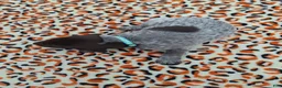 German Shorthaired Pointer dogs for sale: German Shorthaired Pointer Remi - Ad 4