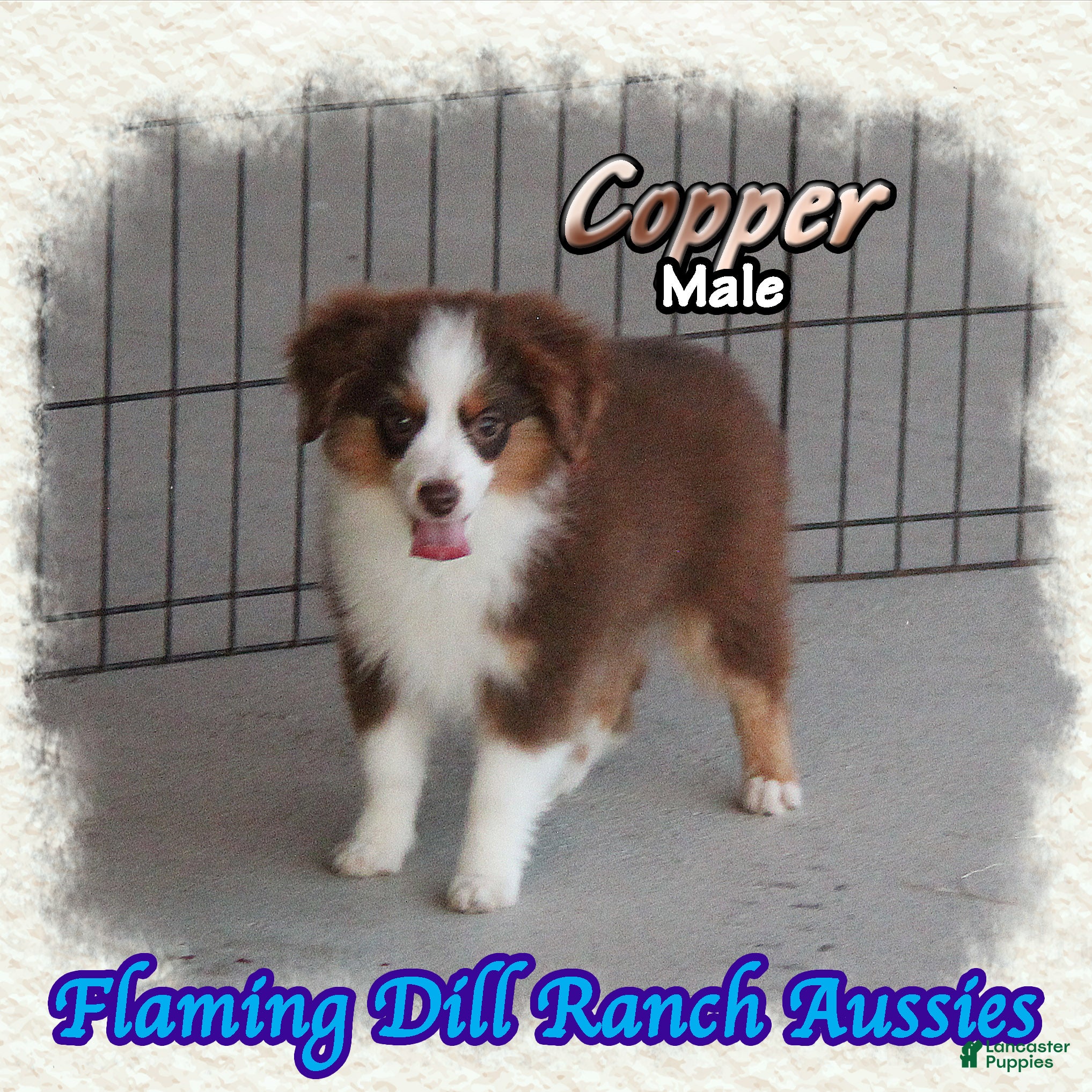 Toy Australian Shepherd dogs for sale: Copper - Ad 1