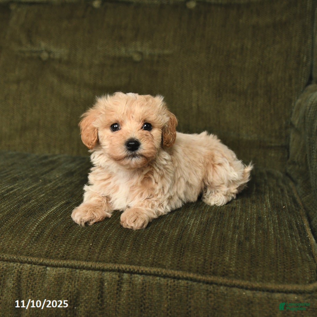 Maltipoo dogs for sale: Lucas - Ad 3