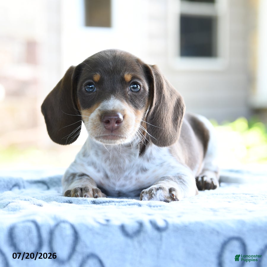 Dachshund dogs Daphne - Ad 1