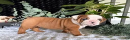 English Bulldog dogs for sale: Dottie - Ad 5