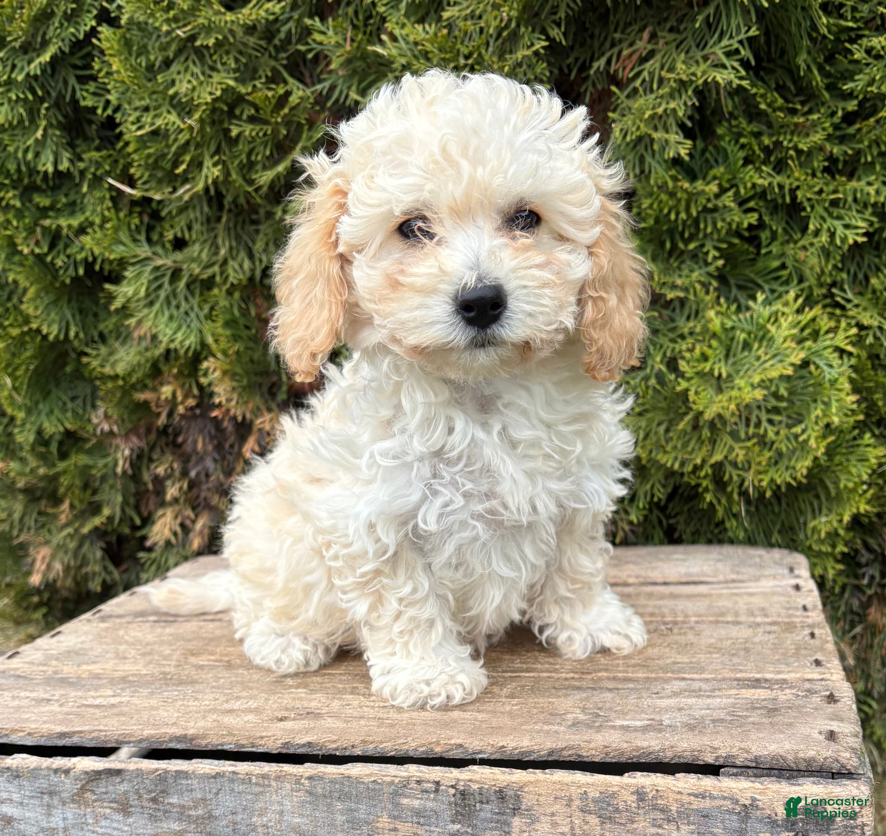 Bichpoo dogs Jill - Ad 1