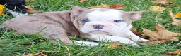Mixed Breed dogs for sale: MOON STAR -MINI - Ad 6