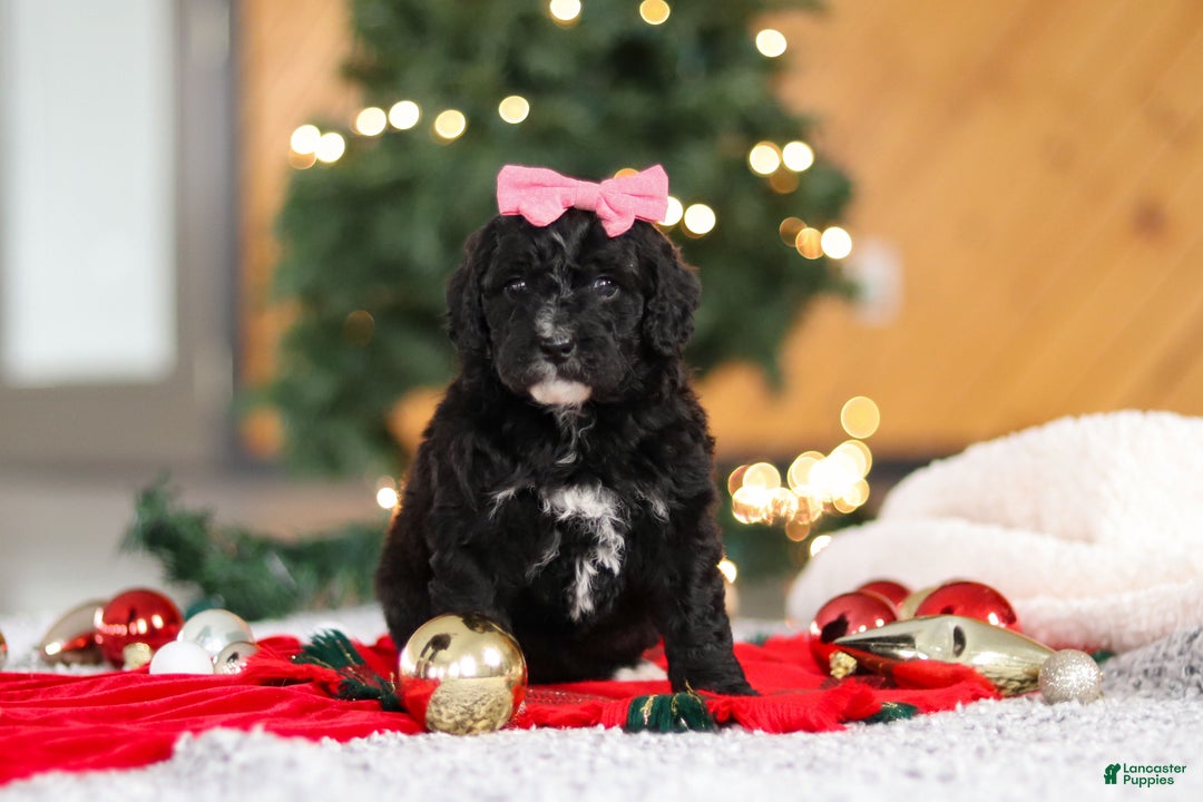 Mini Goldendoodle dogs for sale: Tilly - Ad 2