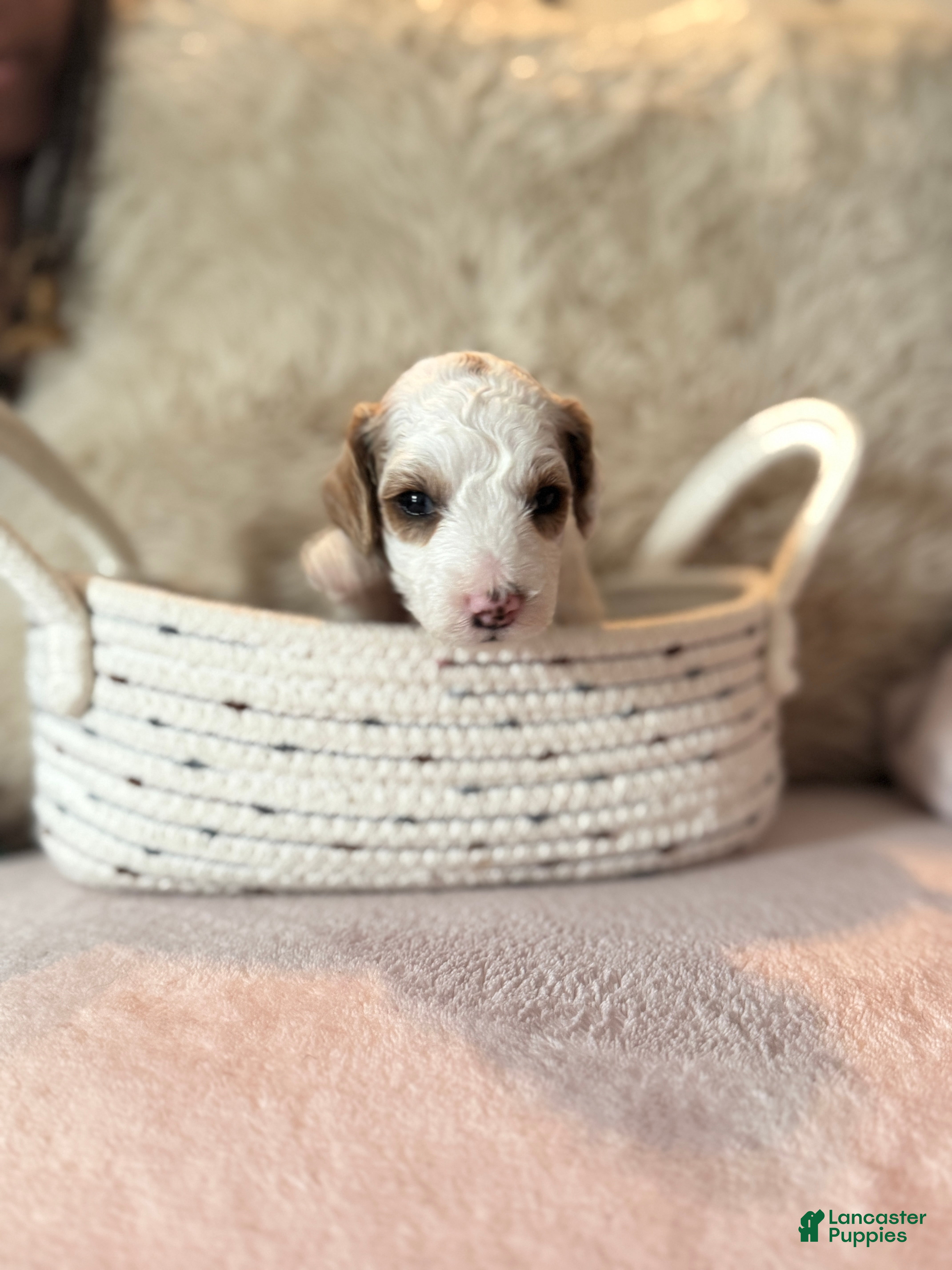 Toy Poodle dogs P2  - Ad 1