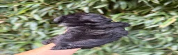 Miniature Schnauzer dogs for sale: Miniature Schnauzer 2 - Ad 2
