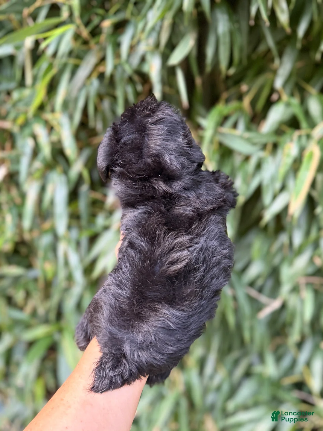 Miniature Schnauzer dogs for sale: Miniature Schnauzer 2 - Ad 2