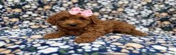 Cockapoo dogs for sale: Rain - Ad 2