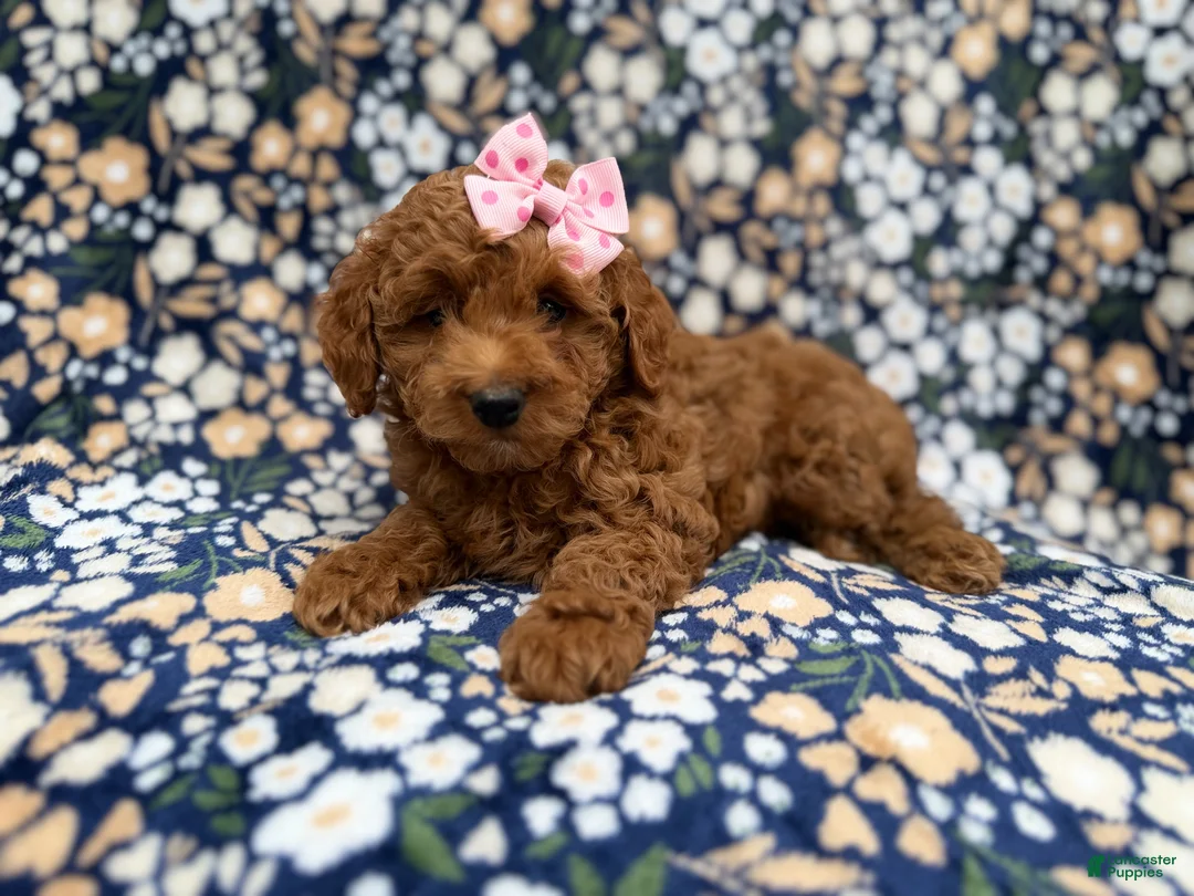 Cockapoo dogs for sale: Rain - Ad 2