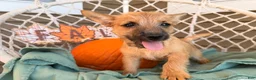 Cairn Terrier dogs for sale: Itsybitsy  - Ad 1
