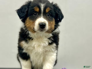 Australian Shepherd dogs Patch - Ad 2