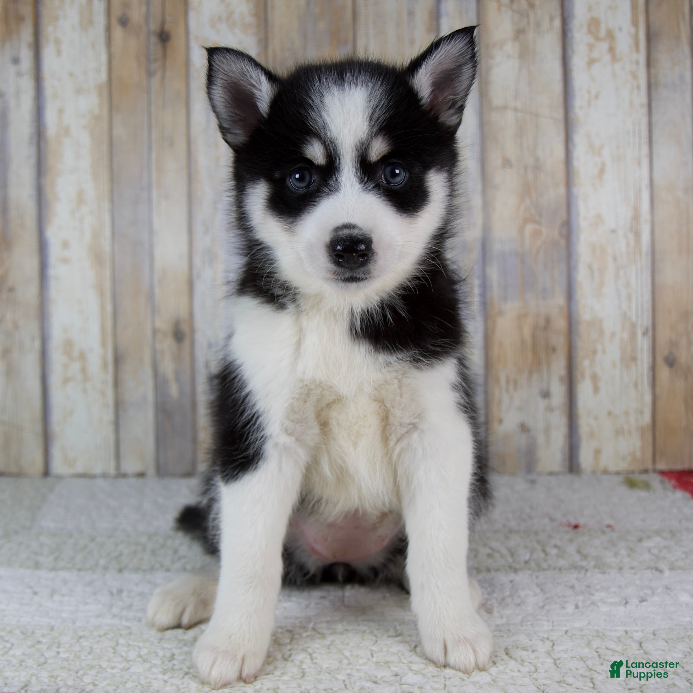 Pomsky dogs Bonnie - Ad 1